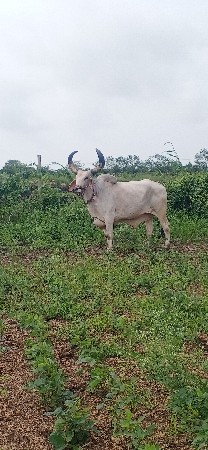 બળદ વેચવાનો છે
