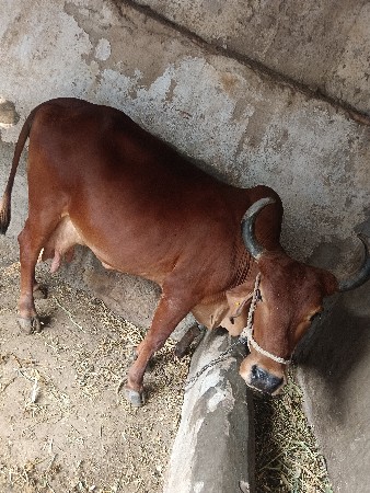 ગાયુવેશવાનીછે
