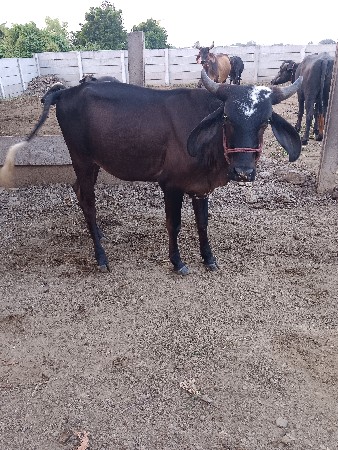 તમે વેચવાની છે