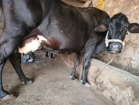 Hf કોર્ષ કાંકરેજ ગાય વેચવા ની છે
