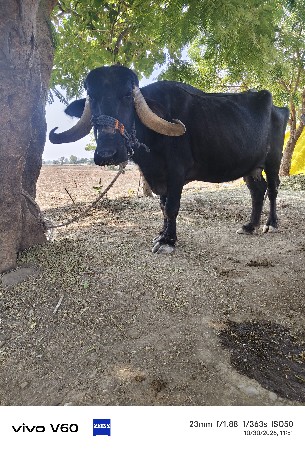 ત્રણ વેતર.   6  લિટર દૂધ
