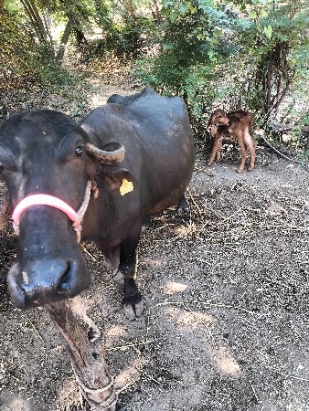 ભેસ વેસવી ઘાભણી છે