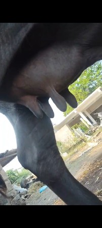 ભેંસ વેચવાની સે