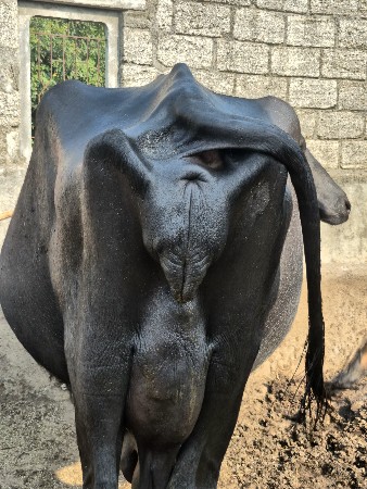 ભેંસ વેસવા ની છે