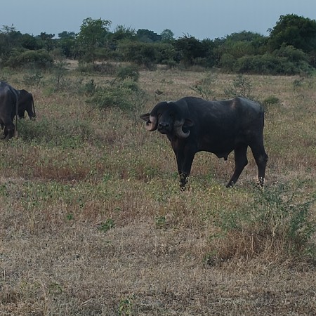 4 🦷🦷 દાતે