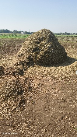 માંડવીયુ (પાલો ) વેચવાનું છે