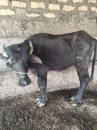 ઊંચાઈ લંબાઈ પૂરી
