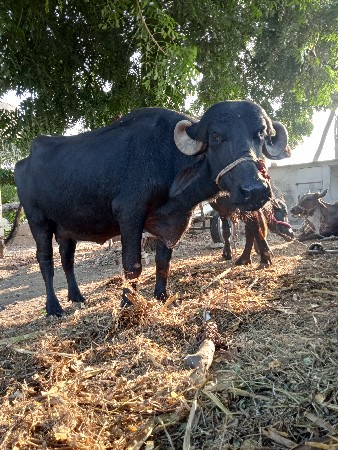 ભેંસ વેચવાની છે