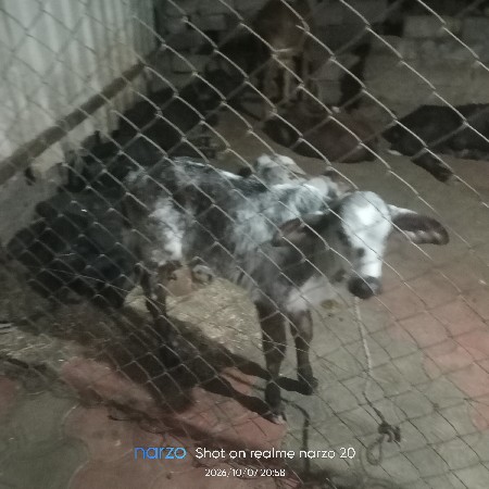 ગાય વેચવાનીછેજરસી
