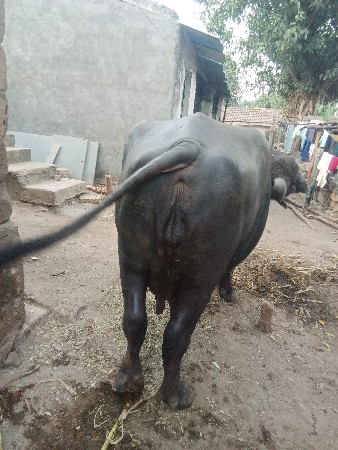 વેસવાની છે