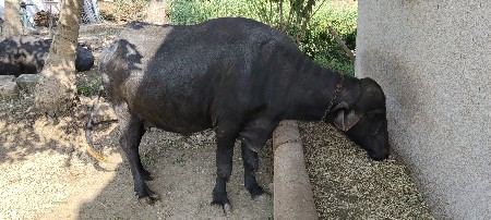 ભેંસ