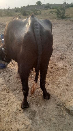 ભેંસ વેચવાની છે