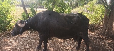ભેશ વેસવાનિ