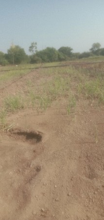 ડુગળીનોરોપવેસવાનોછે