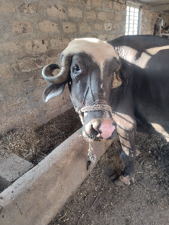 મેસેજ ભેંસ વેચવાની છે