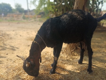 15 બકરા વેચવાના છે