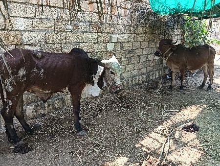 વાછડા વેચવાના છે બે બે દાંતે છે
