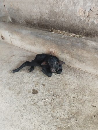 પેલા વેતર ની ખળેલી વેચવાની છે