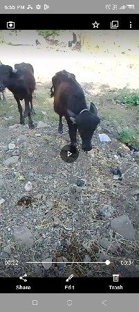 kutta