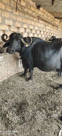 ભેસ વેચવાની છે