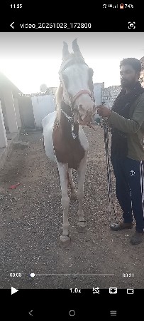 ઘોડી છે વેચવાની છે