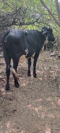 ગીર કોષૅ