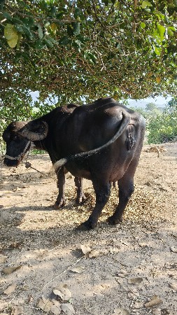 વેચવાની છે