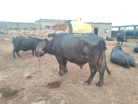 પાડો વેચવાનો છે સાવ સોજો પાડો છે