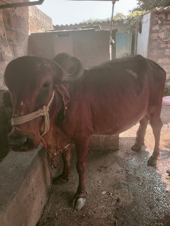 ગાય વેચવાની છે