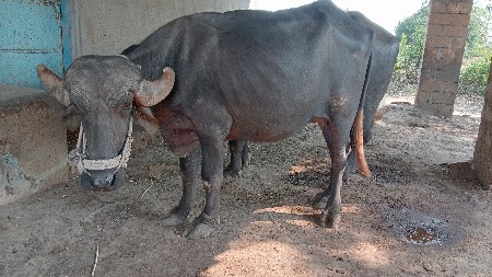 પેલું વેતર ખળેલી