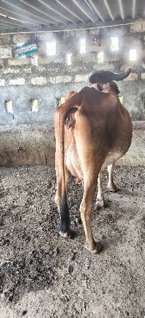 ગાય વેચવાની છે