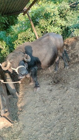 Vaswani se Bhes