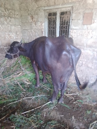ભેંસ વેચવાની છે