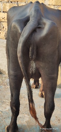 પેલું વેતર