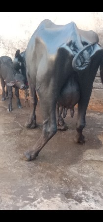ભેંસ વેચવાનું છે 1 છે