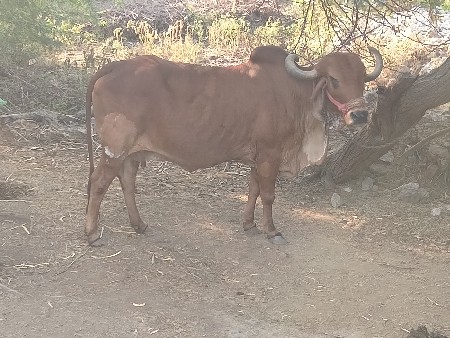 બંને ગાય વેશવાનીછે20દિવસ કાશી