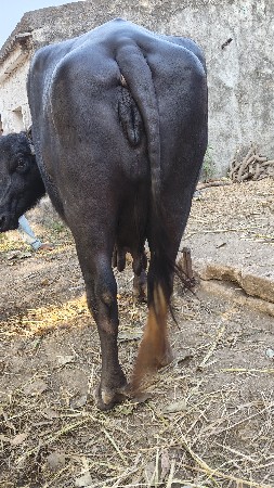 રાકેશ ભાઈ 7600407532