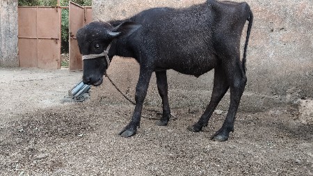 પાડી વેચવાની છે