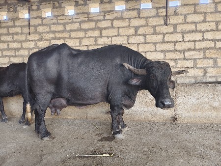 ભેંસ વેચવાની છે