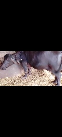 vechvani che