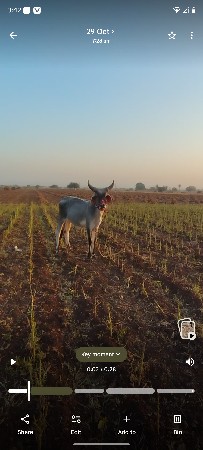 ગોઢલા વેચવાના છે