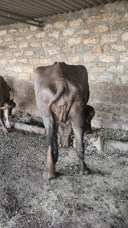 ભેંસ વેચવાની છે