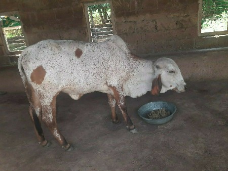 વોડકી વેચવા ની છે