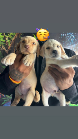 Labrador joto