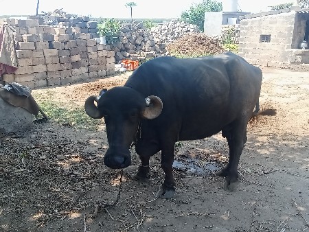 બીજા વેતરની ખાડેલી વેચવાની છે