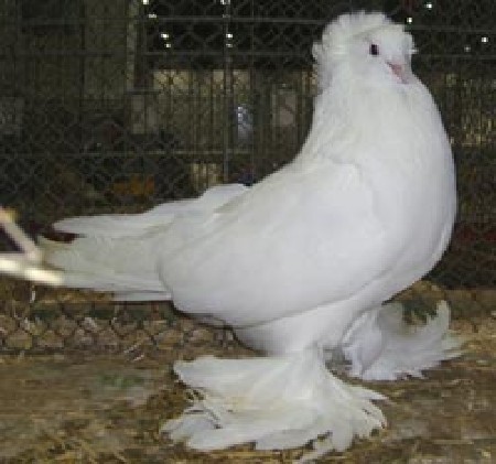 Hageriyan female