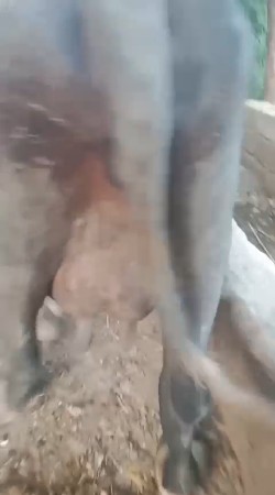 વેચવા ની