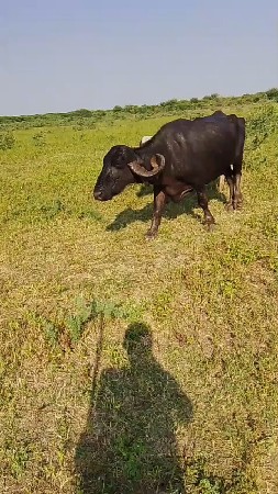 કીમત 35 હજાર