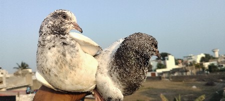 પાઠ  સેલ