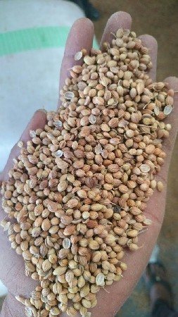 ધાણા નુ  બિયારણ